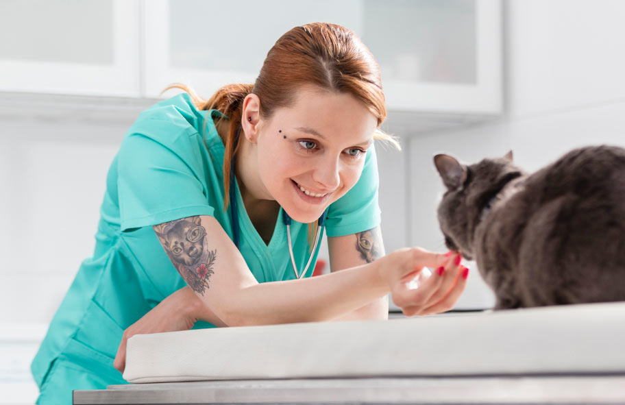 Veterinary Assistant